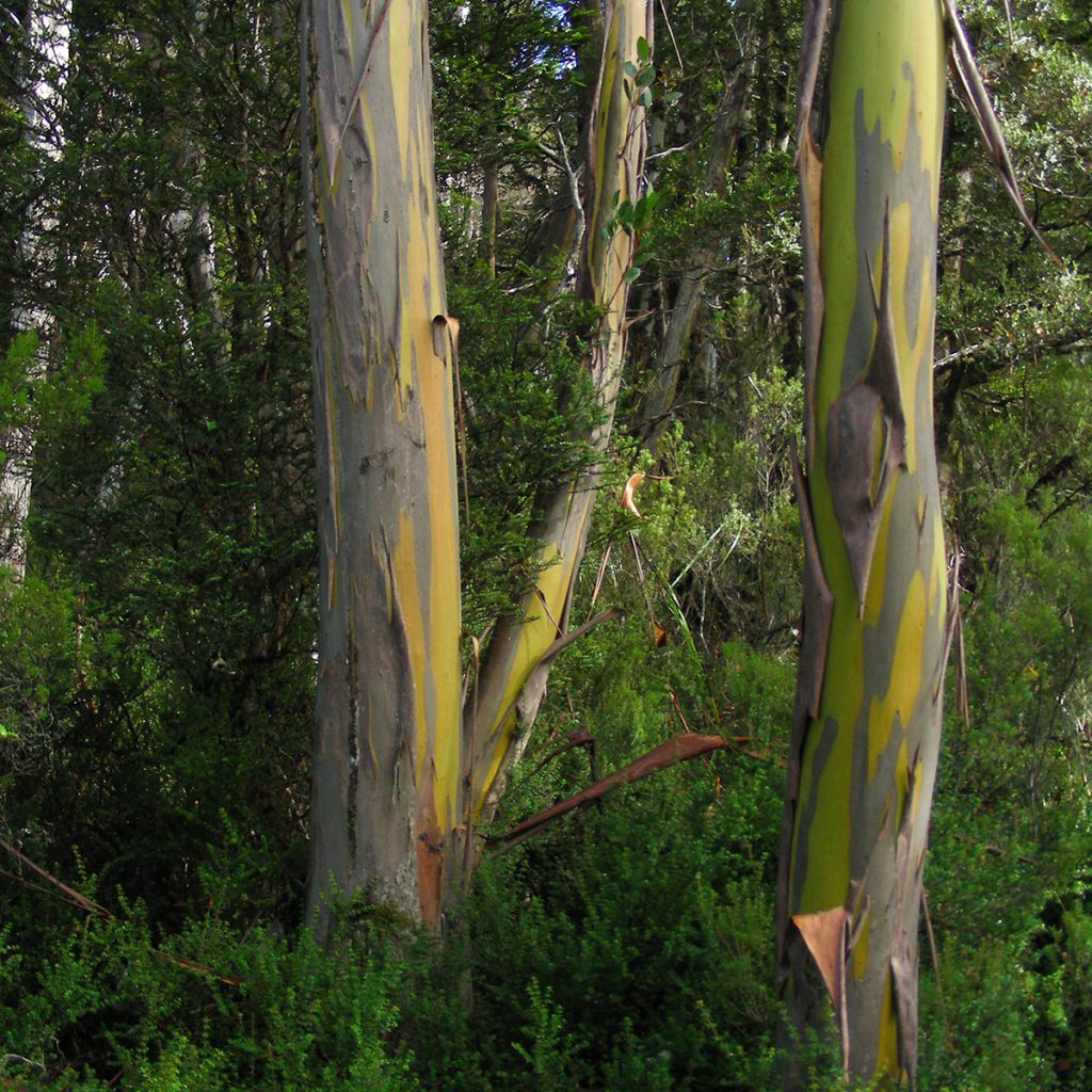 Eucalyptus subcrenulata - Gomboom