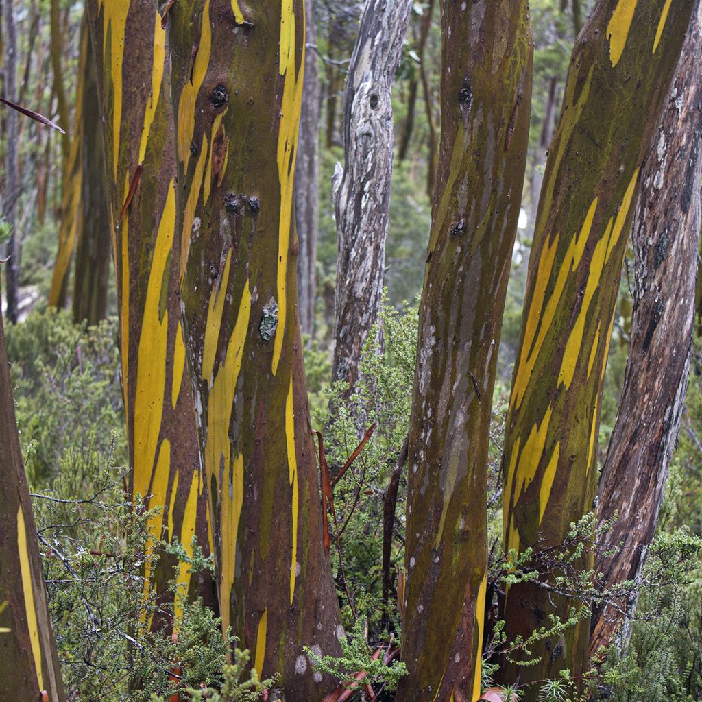 Eucalyptus subcrenulata - Gomboom