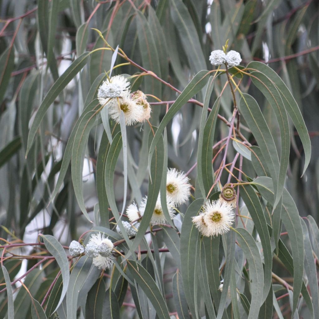 Eucalyptus milliganii - Gomboom