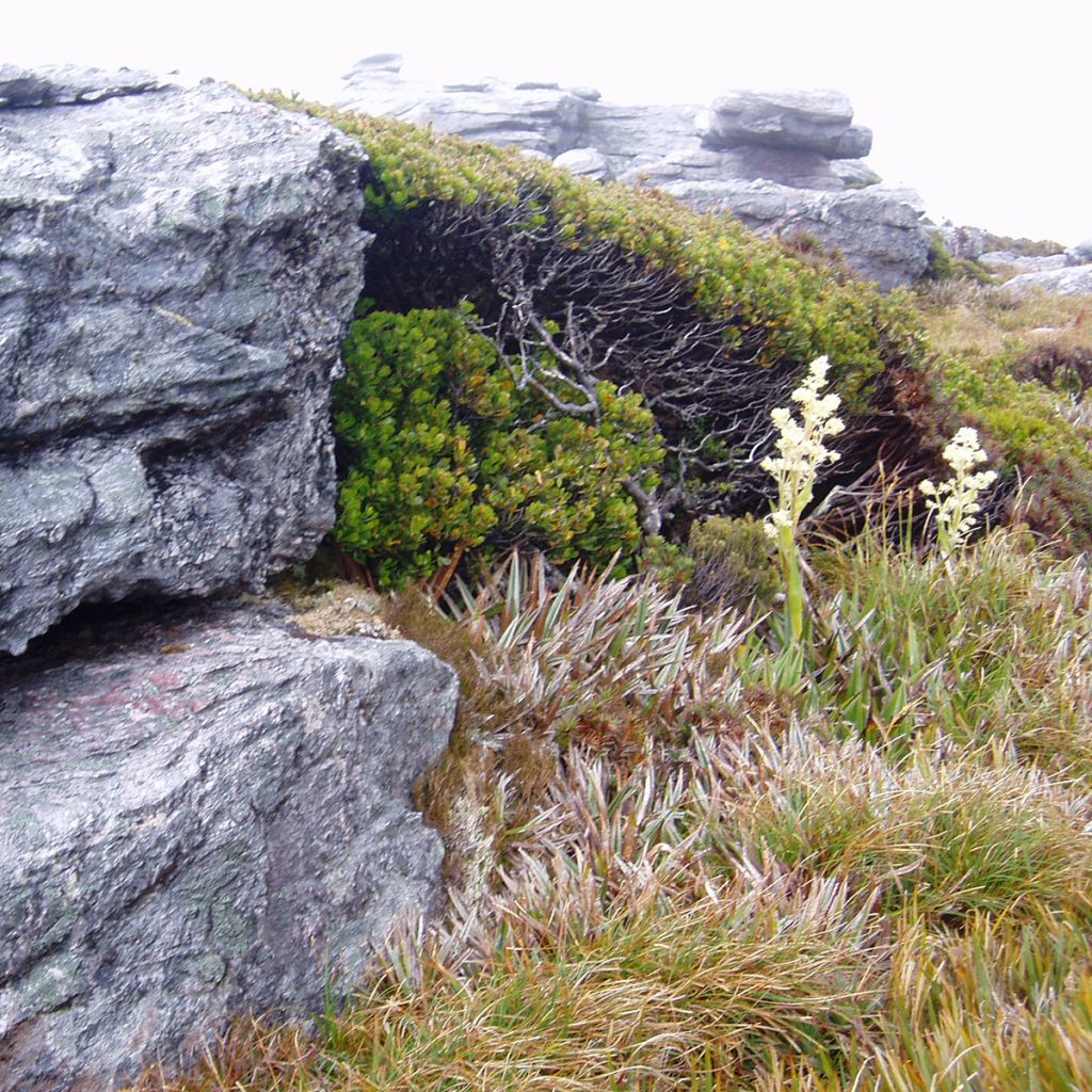 Eucalyptus vernicosa - Gomboom
