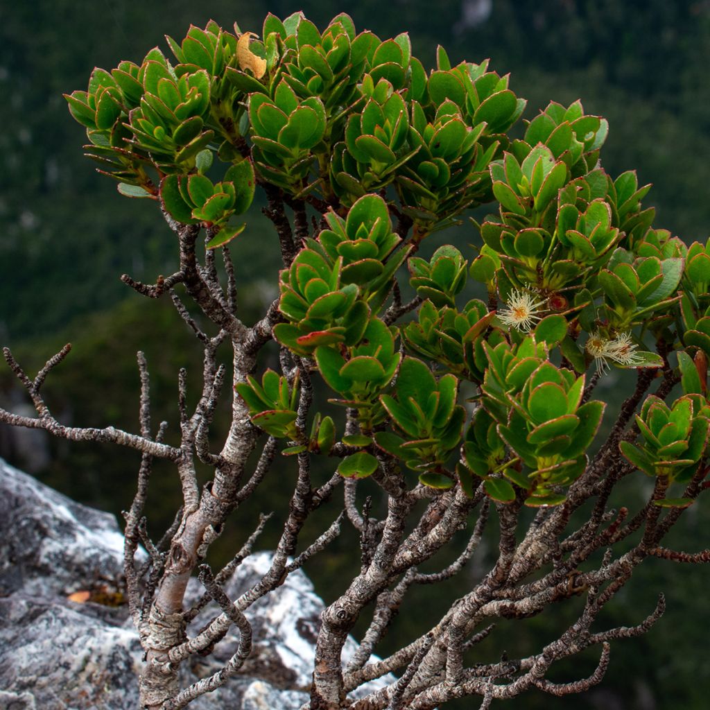 Eucalyptus vernicosa Mt Hartz - Gomboom