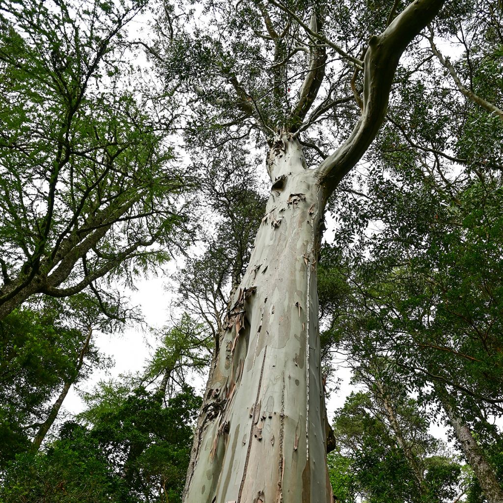 Graines d'Eucalyptus regnans