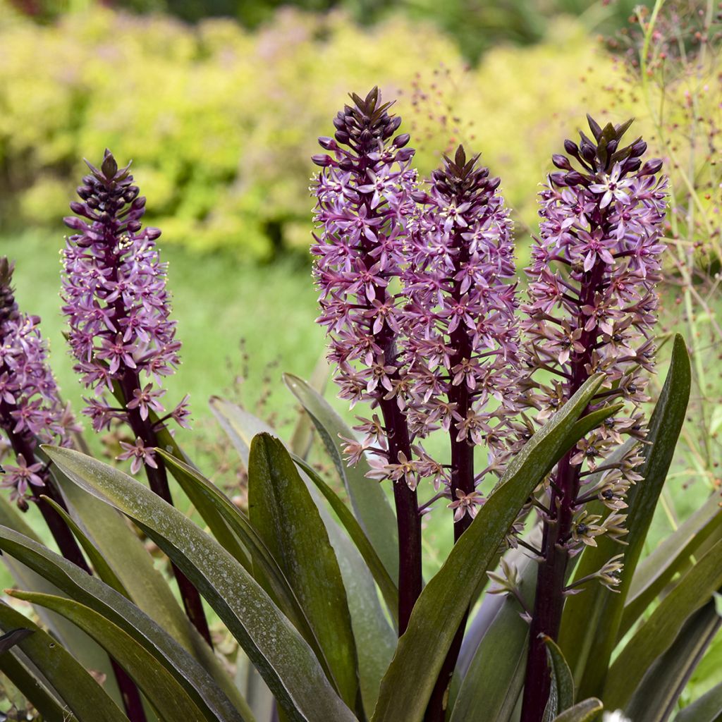Eucomis Purple Reign - Kuiflelie