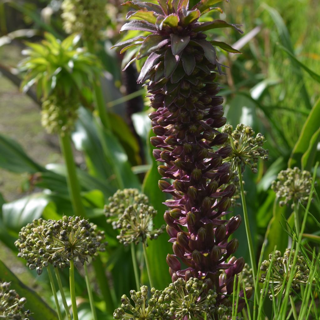 Eucomis comosa Indian Summer - Ananasbloem