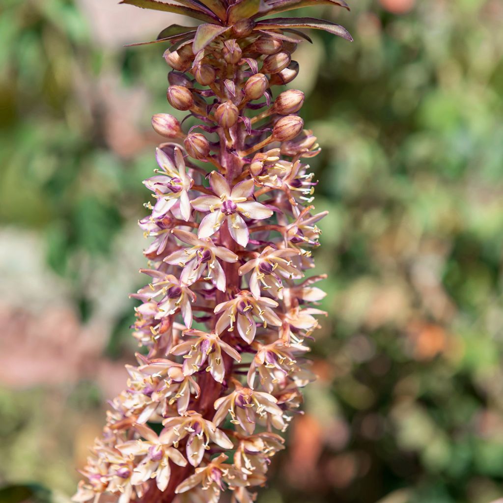 Eucomis comosa Indian Summer - Ananasbloem