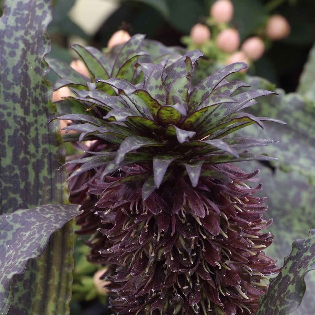 Eucomis vandermerwei - Kuiflelie