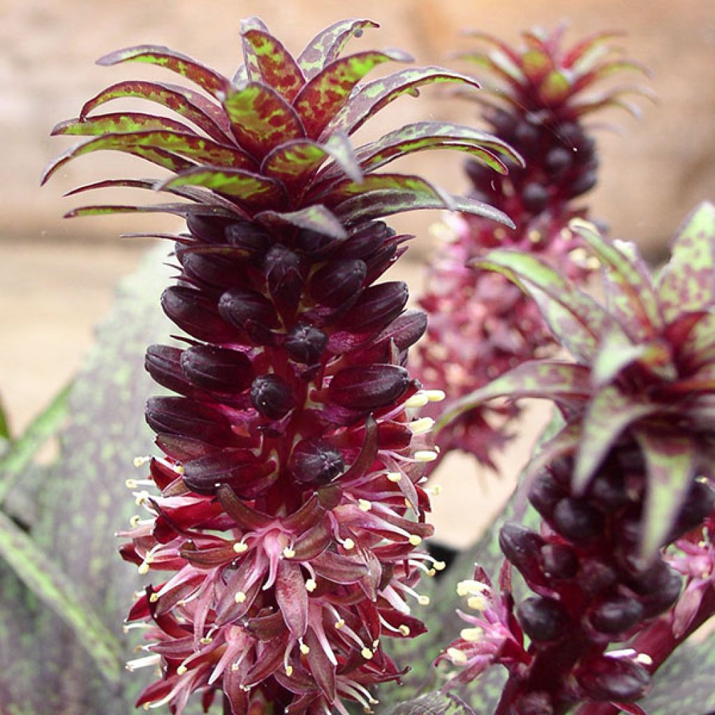 Eucomis vandermerwei - Kuiflelie