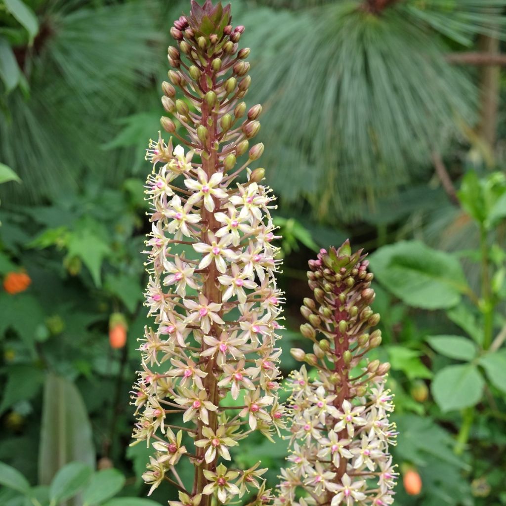 Eucomis comosa Sparkling Burgundy - Ananasplant