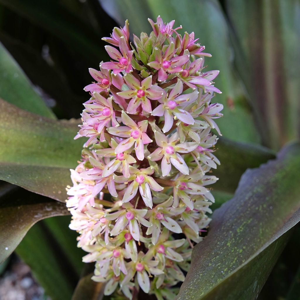 Eucomis comosa Sparkling Burgundy - Ananasplant