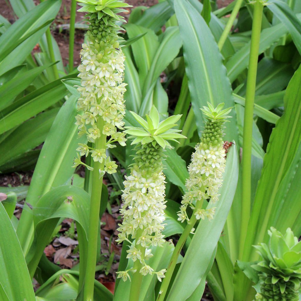 Eucomis comosa Tugela Jade - Ananasplant