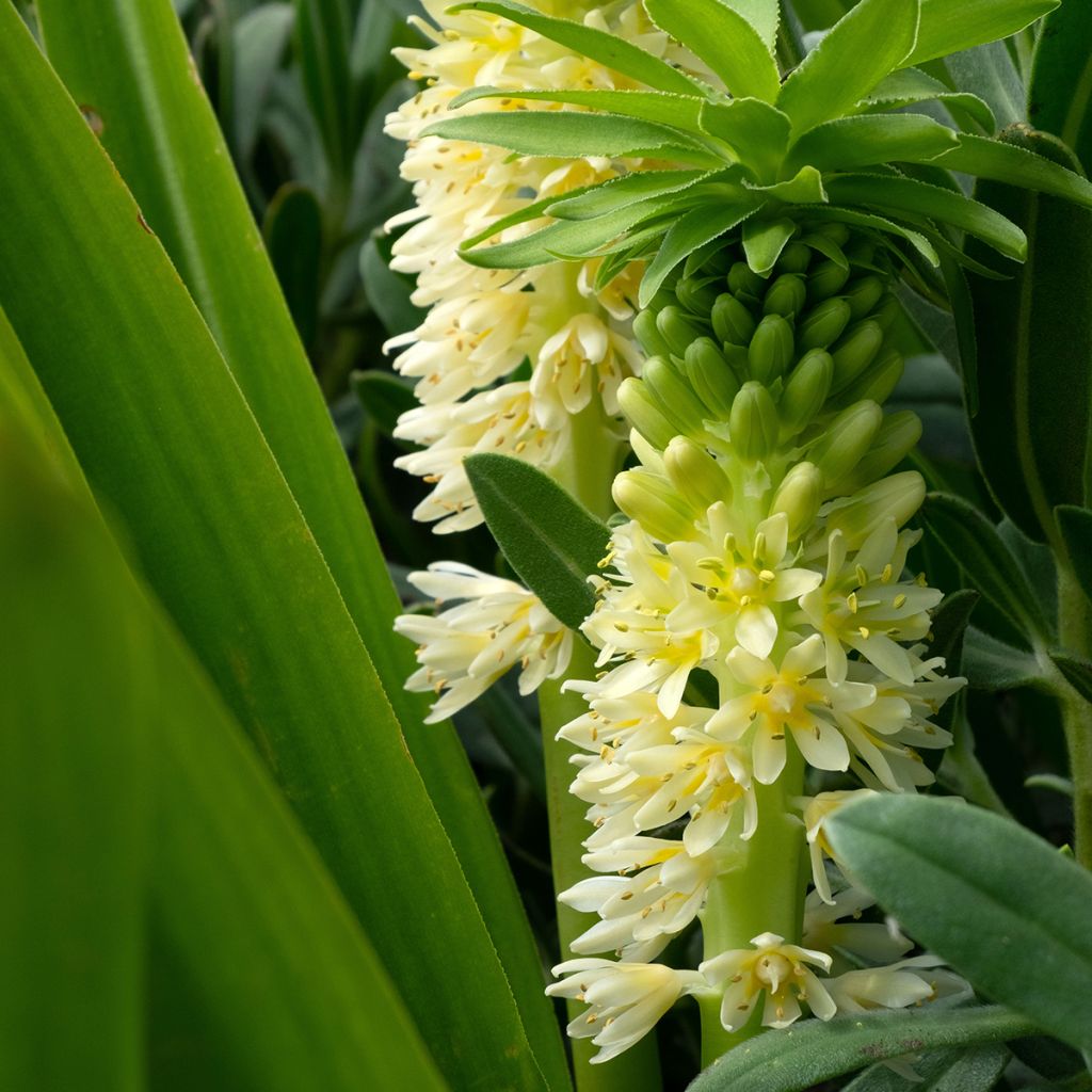 Eucomis comosa Tugela Jade - Ananasplant