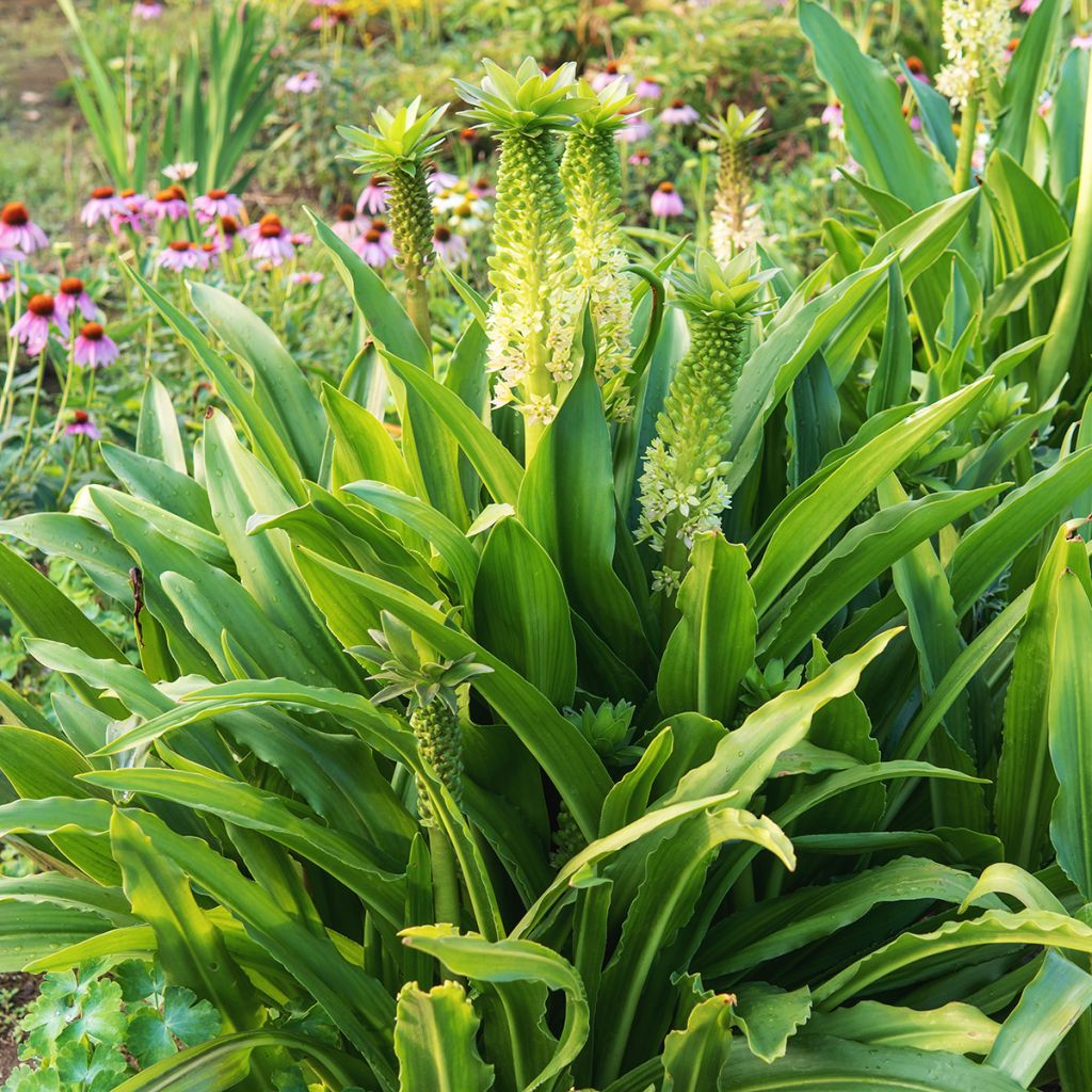 Eucomis comosa Tugela Jade - Ananasplant