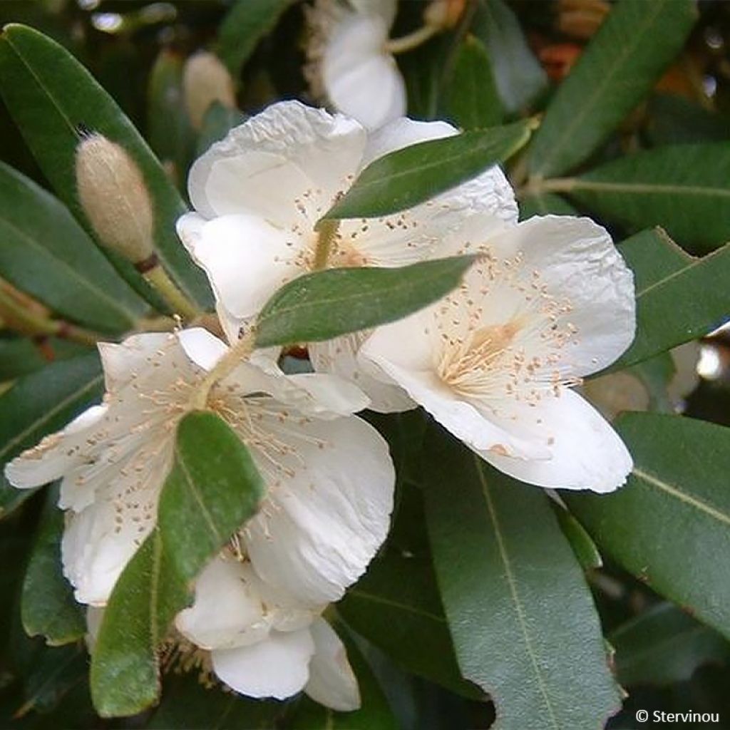 Eucryphia moorei - Leatherwood