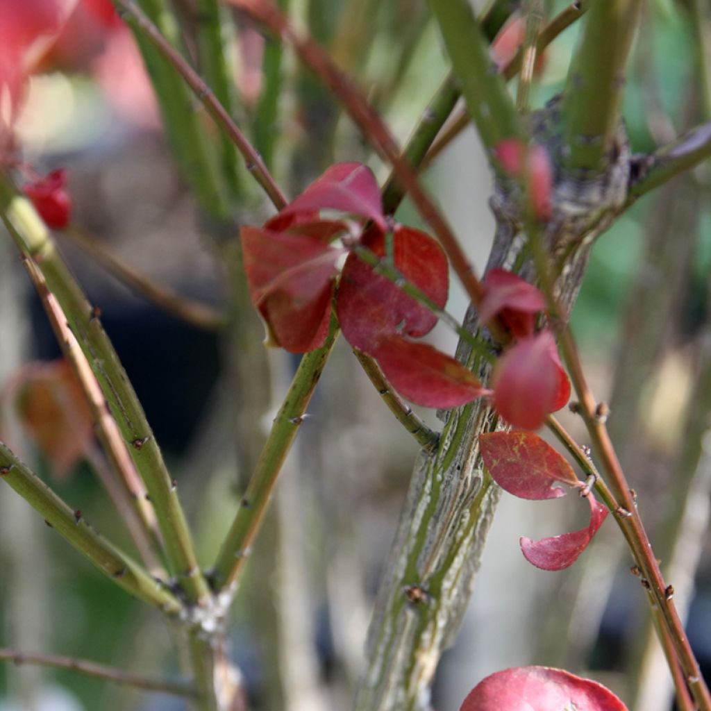 Euonymus alatus Compactus - Gevleugelde kardinaalsmuts