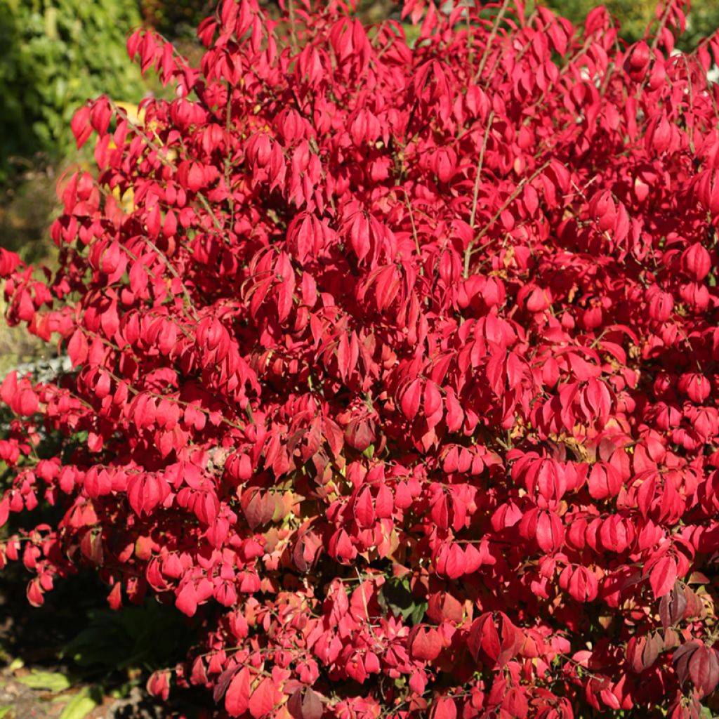 Euonymus alatus Fire Ball - Gevleugelde kardinaalsmuts