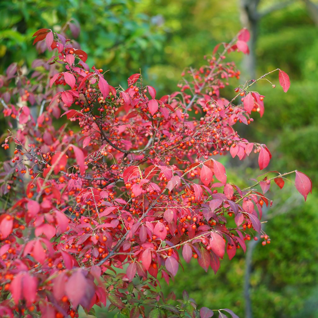 Euonymus alatus - Gevleugelde kardinaalsmuts