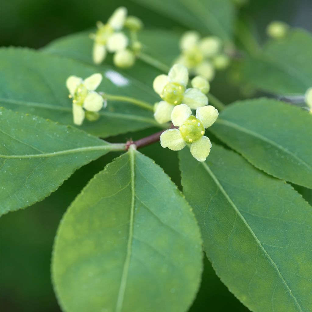 Euonymus alatus - Gevleugelde kardinaalsmuts