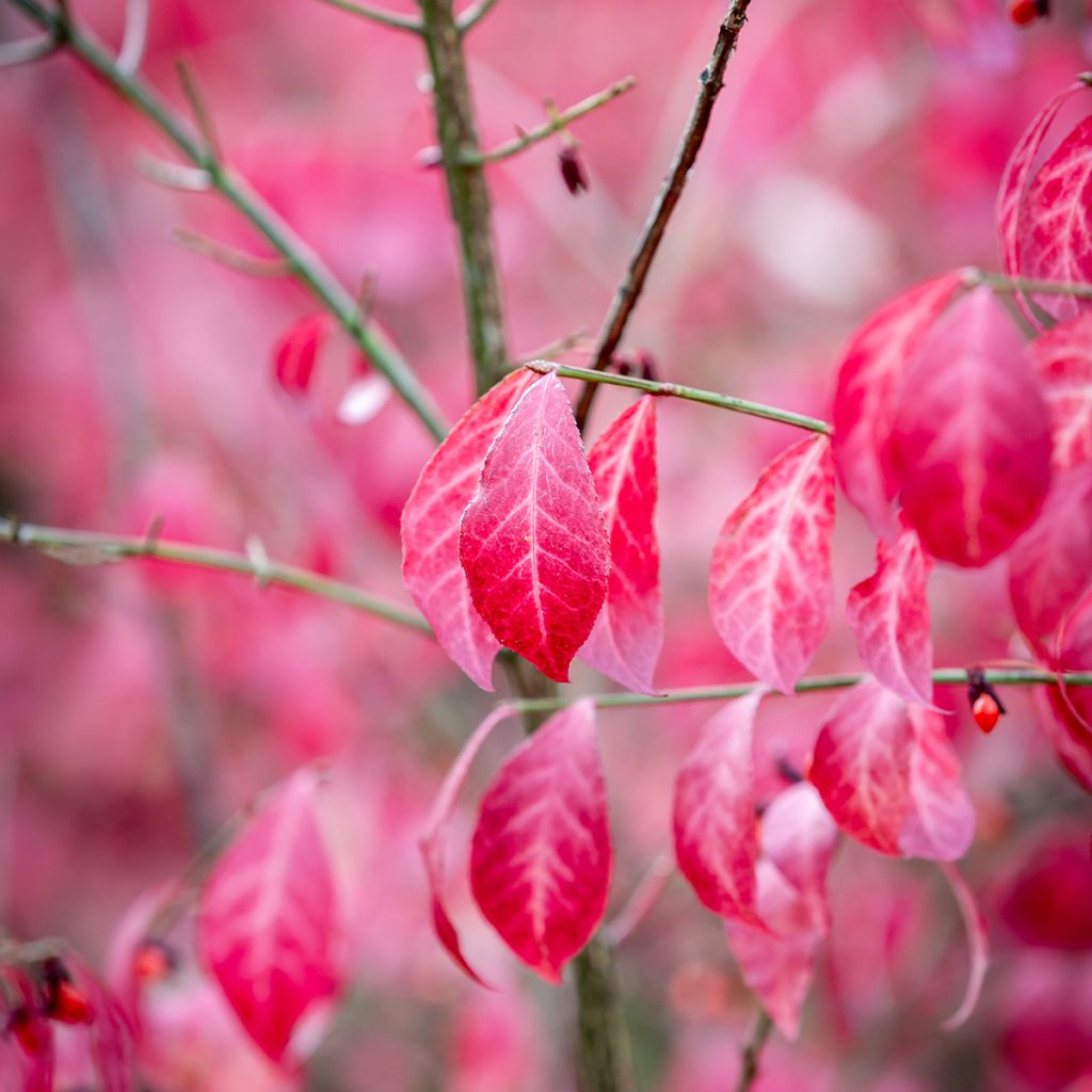 Euonymus alatus - Gevleugelde kardinaalsmuts
