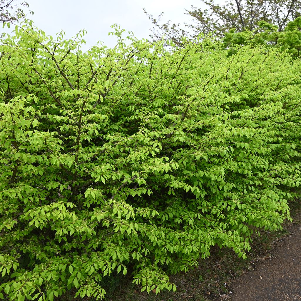 Euonymus alatus - Gevleugelde kardinaalsmuts