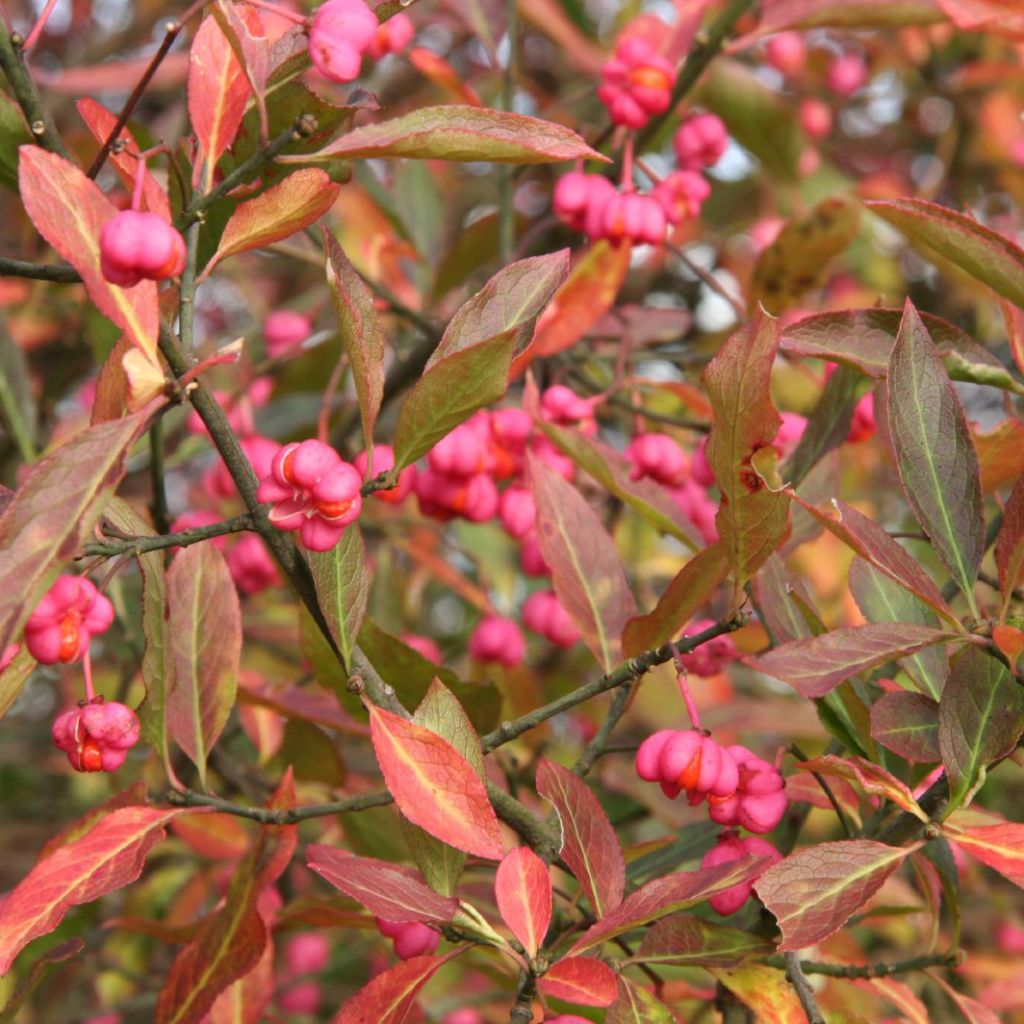 Euonymus europaeus - Wilde kardinaalsmuts