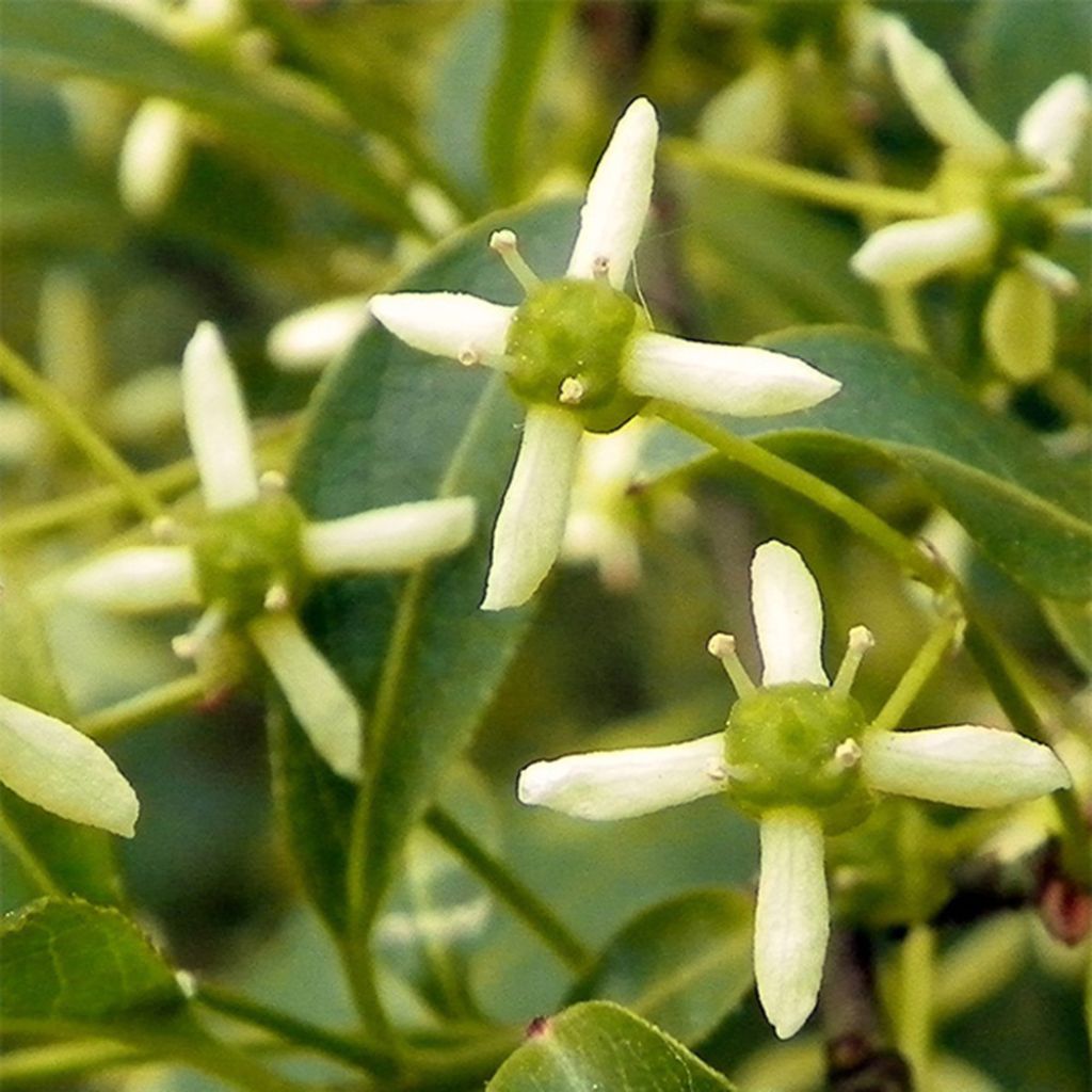 Euonymus europaeus - Wilde kardinaalsmuts