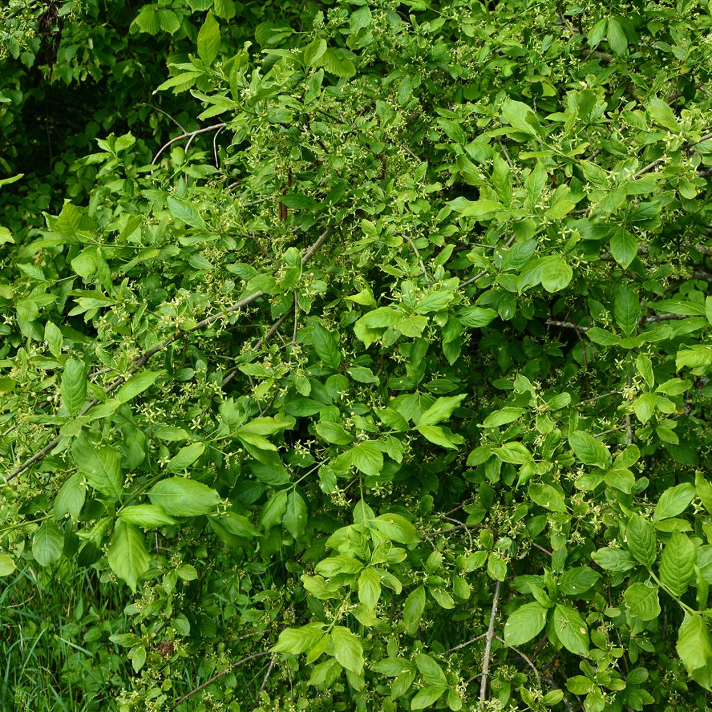 Euonymus europaeus Albus - Wilde kardinaalsmuts