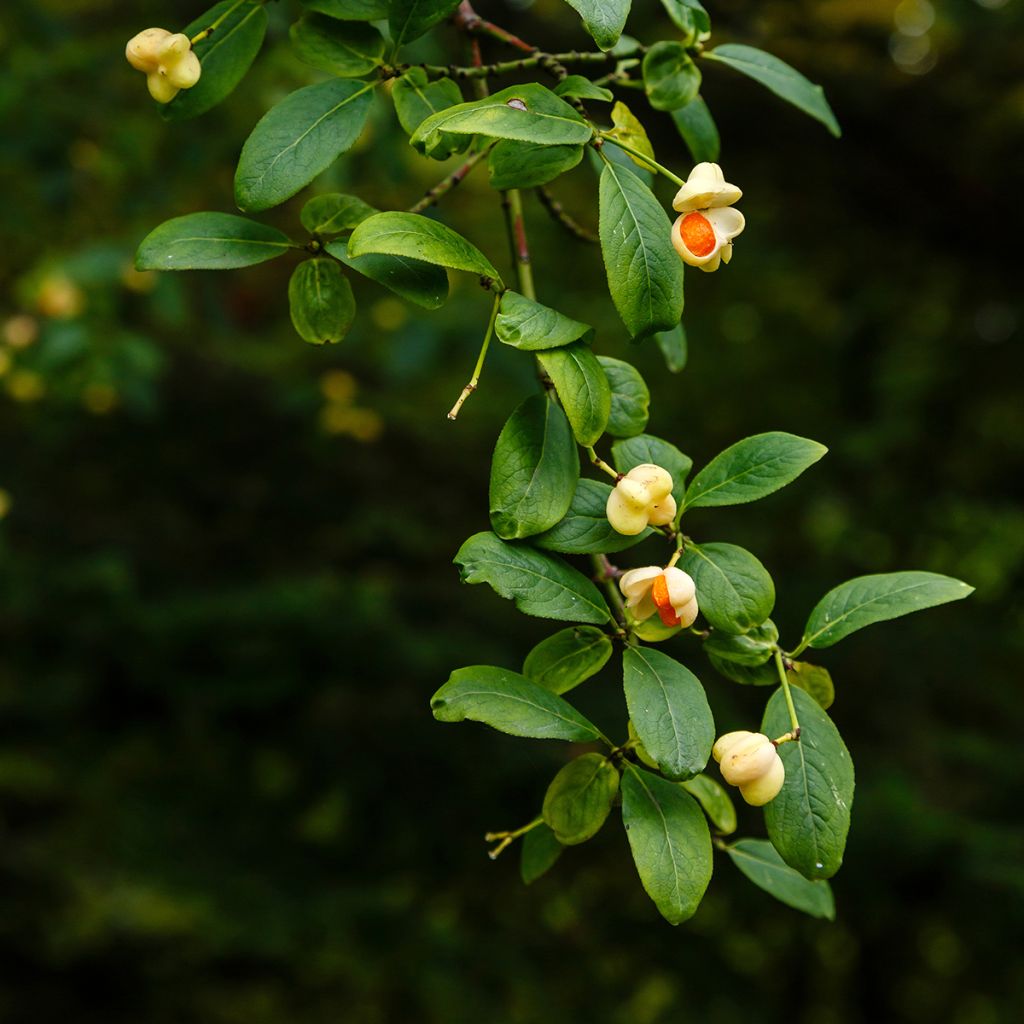 Euonymus europaeus Albus - Wilde kardinaalsmuts