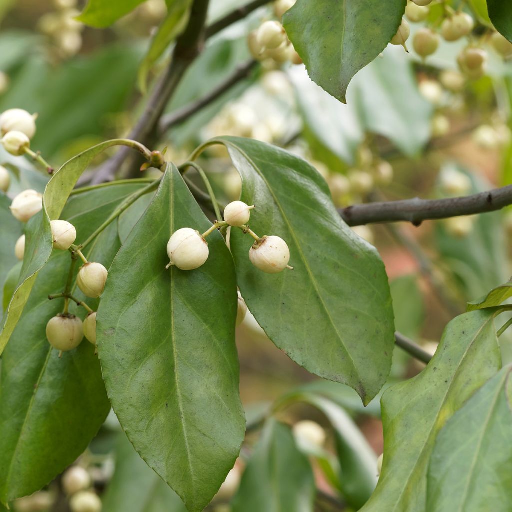 Euonymus europaeus Albus - Wilde kardinaalsmuts