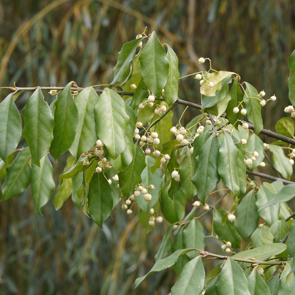 Euonymus europaeus Albus - Wilde kardinaalsmuts