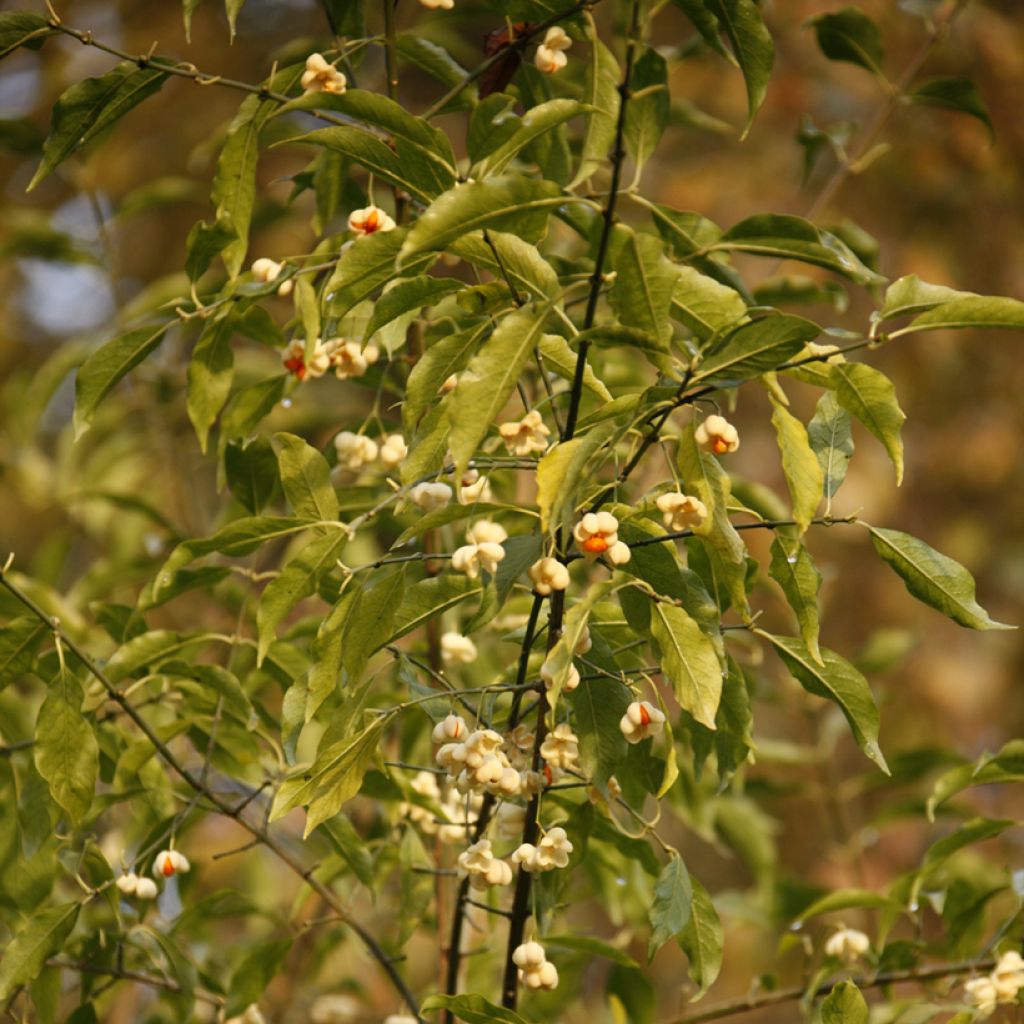 Euonymus europaeus Albus - Wilde kardinaalsmuts