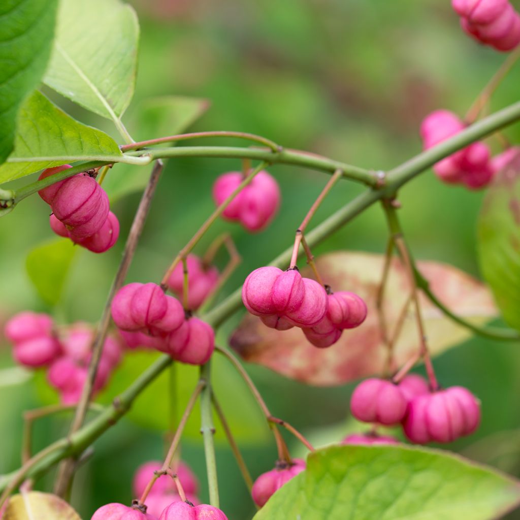 Euonymus europaeus - Wilde kardinaalsmuts
