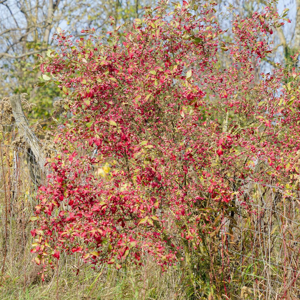 Euonymus europaeus Red Cascade - Wilde kardinaalsmuts