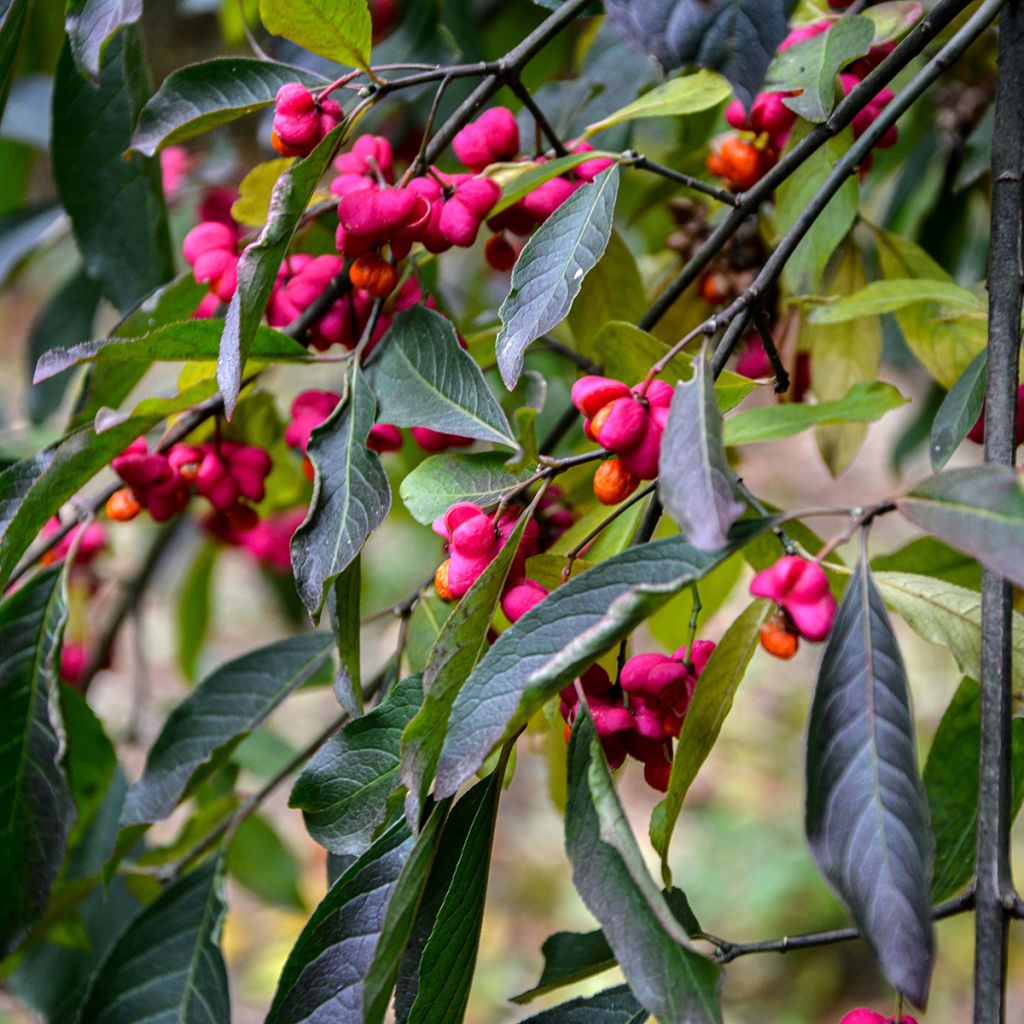 Euonymus europaeus Red Cascade - Wilde kardinaalsmuts