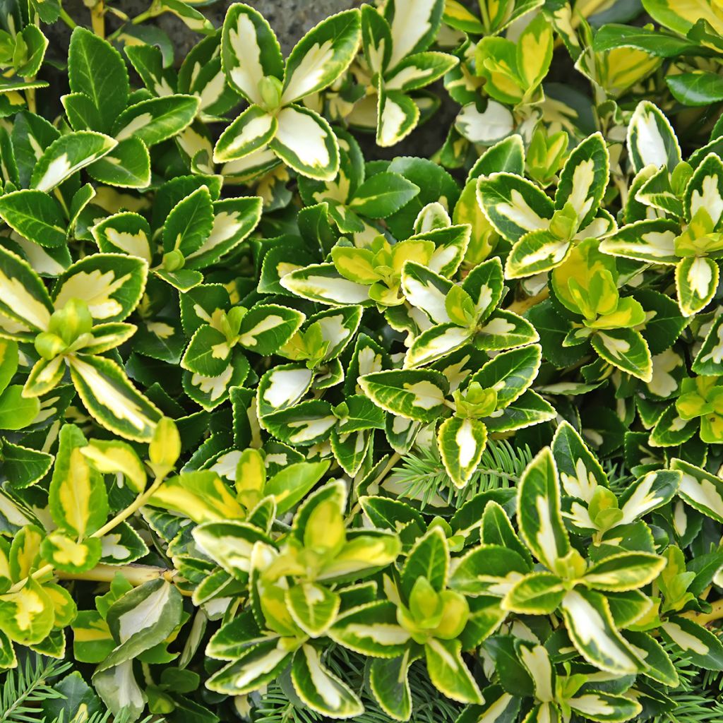 Euonymus fortunei Blondy - Kardinaalsmuts