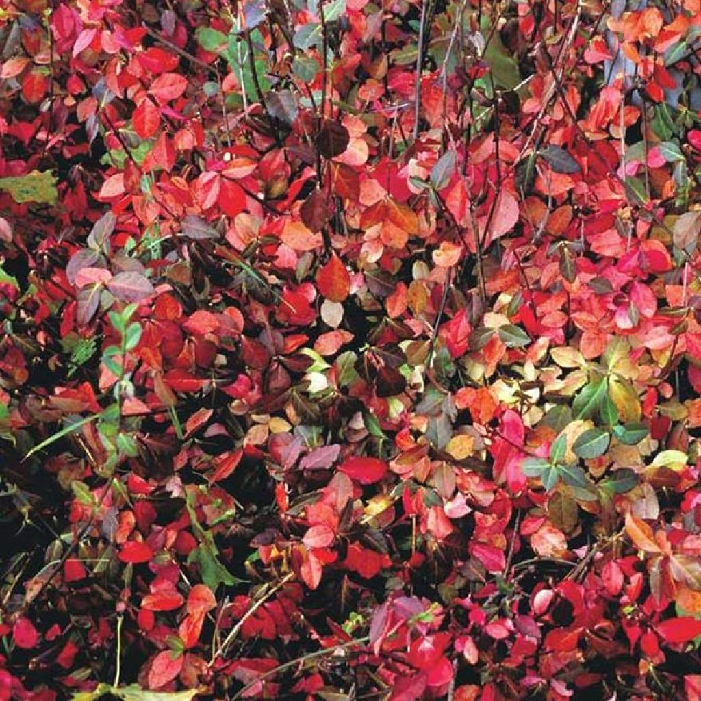 Euonymus fortunei Coloratus - Kardinaalsmuts