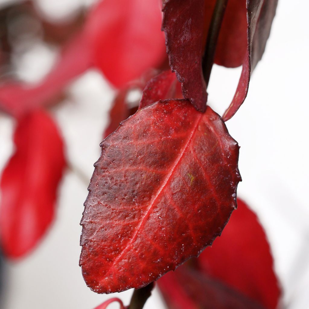 Euonymus fortunei Coloratus - Kardinaalsmuts