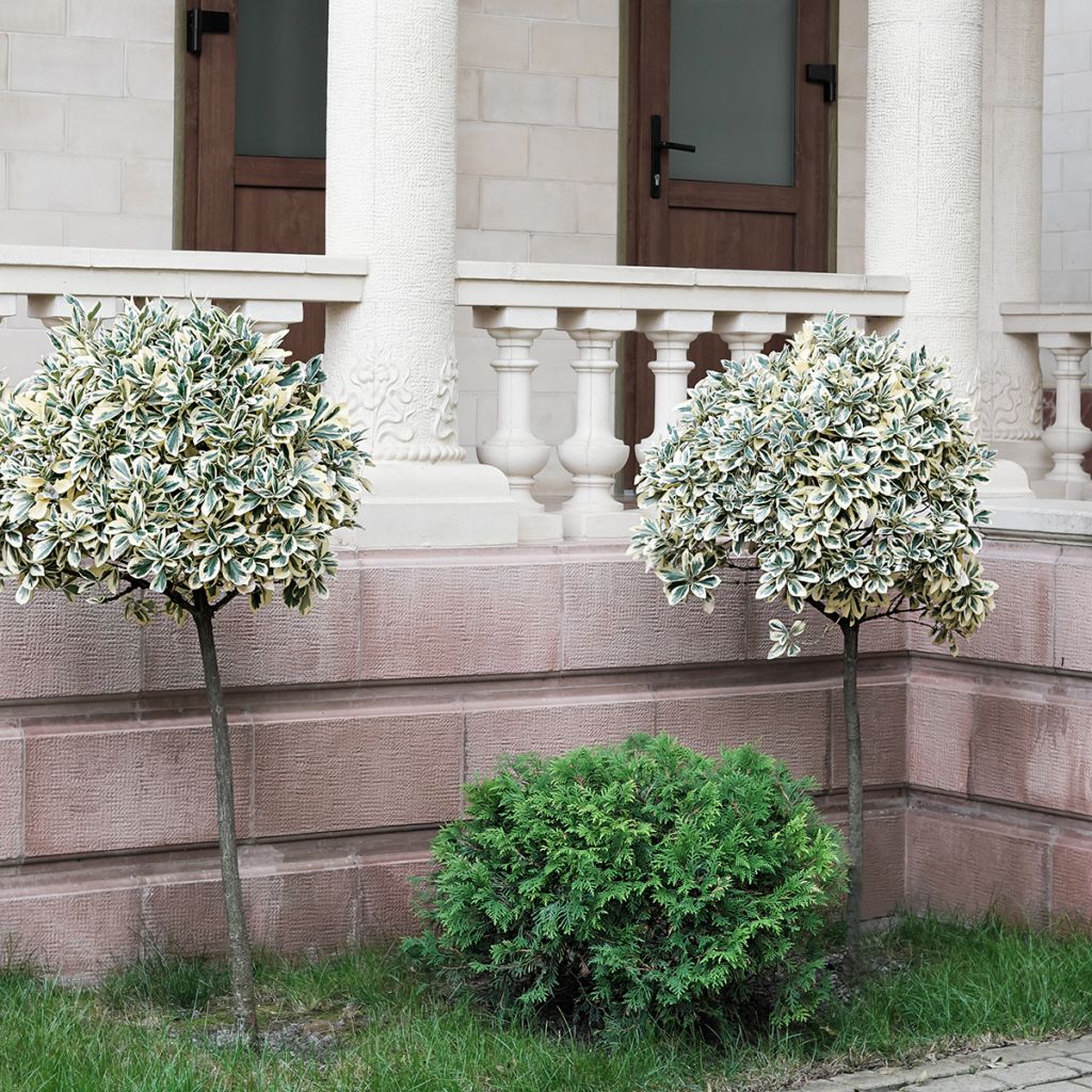 Euonymus fortunei Emerald Gaiety - Kardinaalsmuts