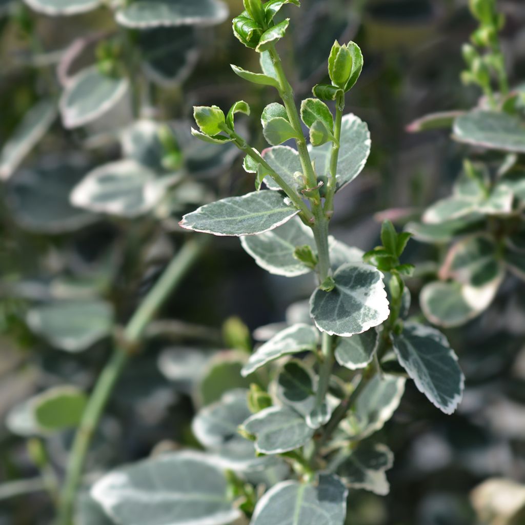 Euonymus fortunei Emerald Gaiety - Kardinaalsmuts