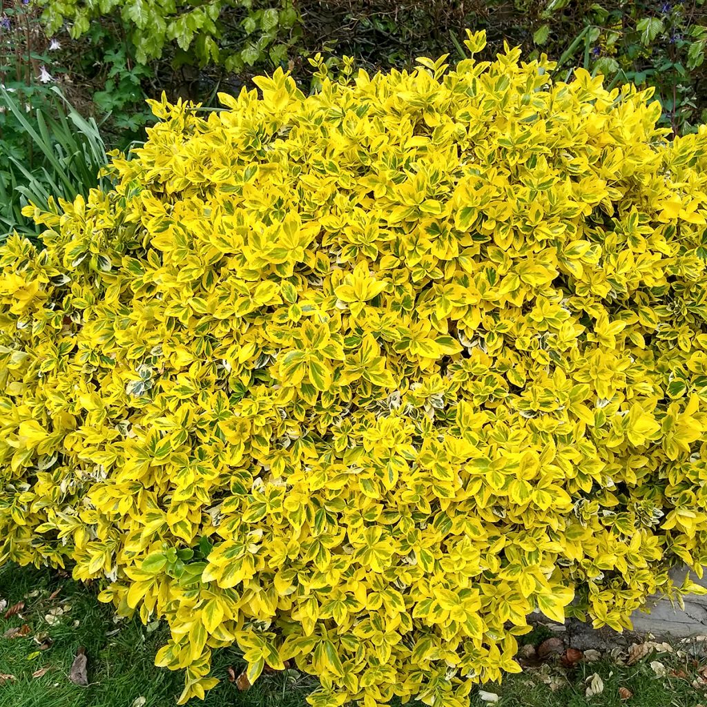 Euonymus fortunei Emerald n Gold - Kardinaalsmuts