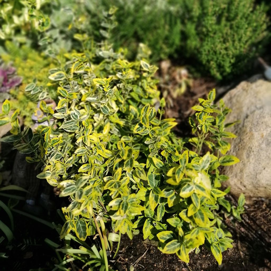 Euonymus fortunei Emerald n Gold - Kardinaalsmuts