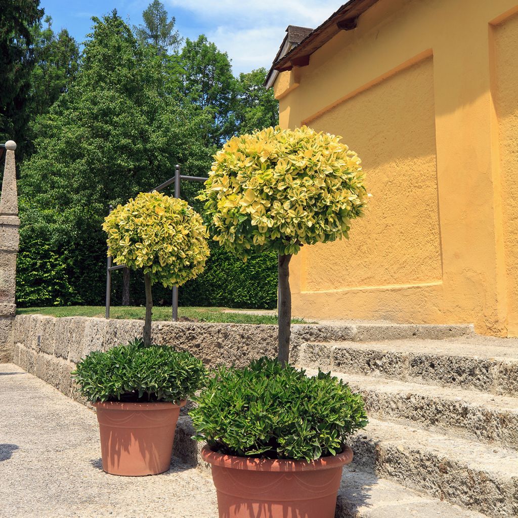 Euonymus fortunei Emerald n Gold - Kardinaalsmuts