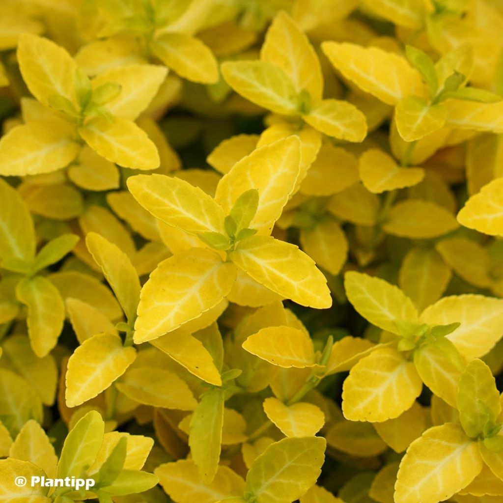 Euonymus fortunei Goldy - Kardinaalsmuts