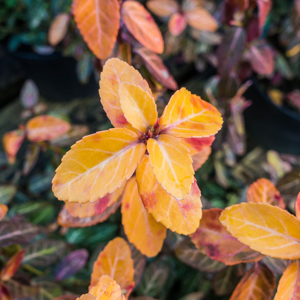 Euonymus fortunei Goldy - Kardinaalsmuts