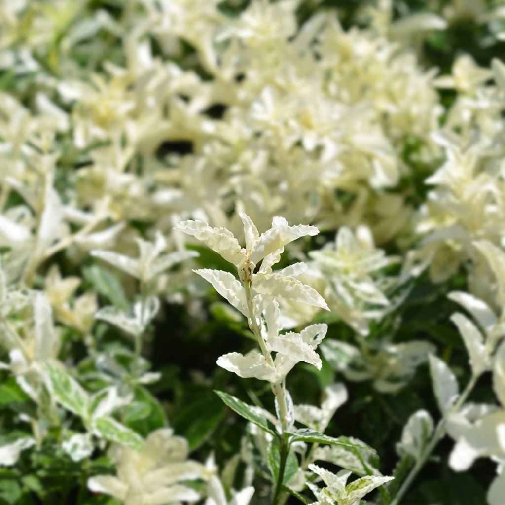 Euonymus fortunei Harlequin - Kardinaalsmuts