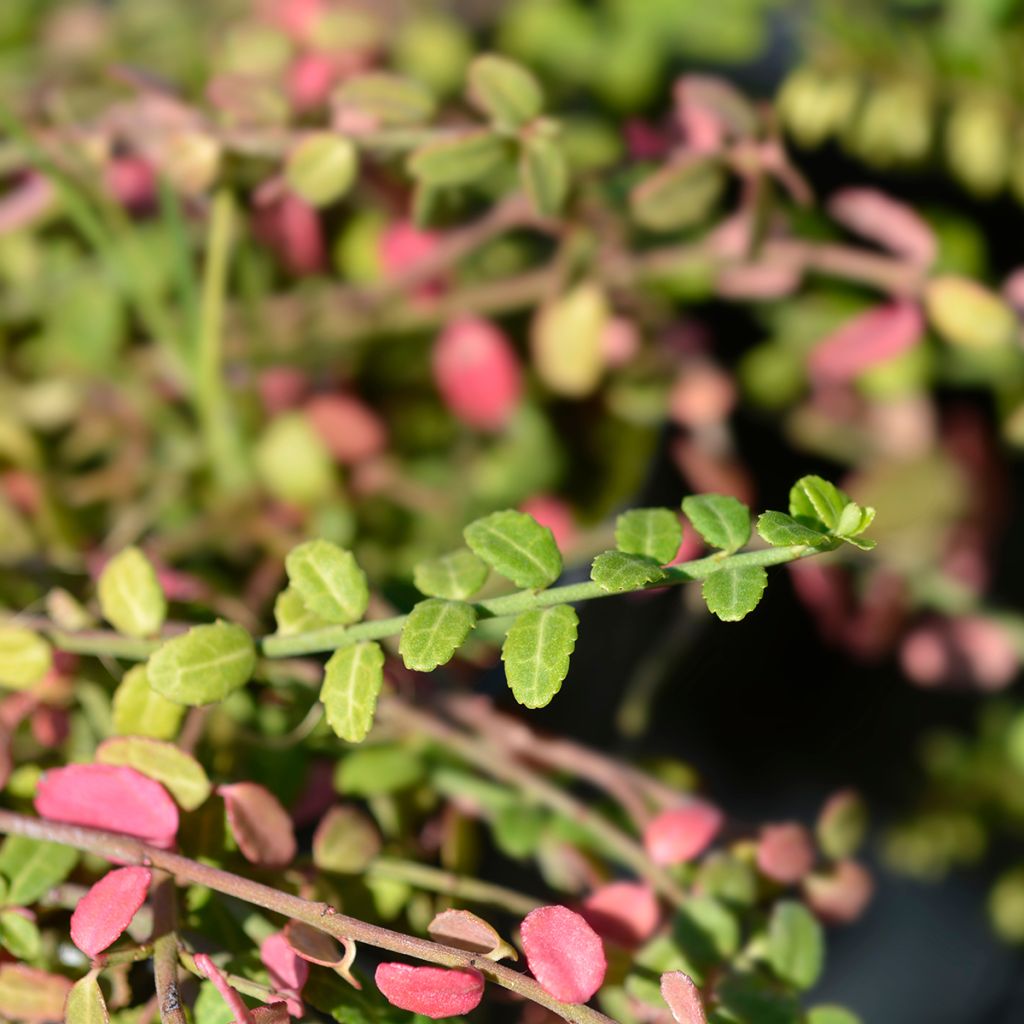 Euonymus fortunei Minimus - Kardinaalsmuts