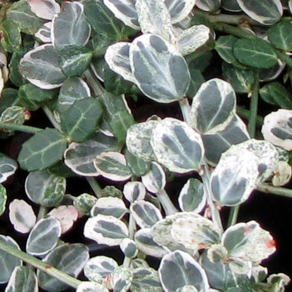 Kardinaalsmuts Silver Carpet - Euonymus fortunei