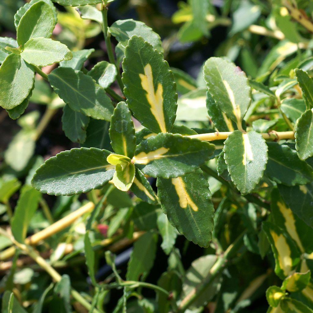 Euonymus fortunei Sunspot - Kardinaalsmuts