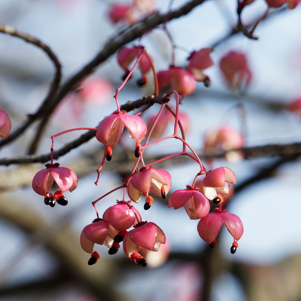 Euonymus grandiflorus Red Wine - Kardinaalsmuts