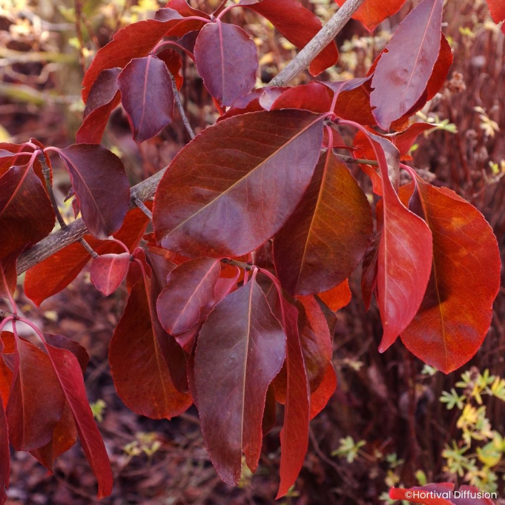 Euonymus grandiflorus Ruby Wine - Kardinaalsmuts