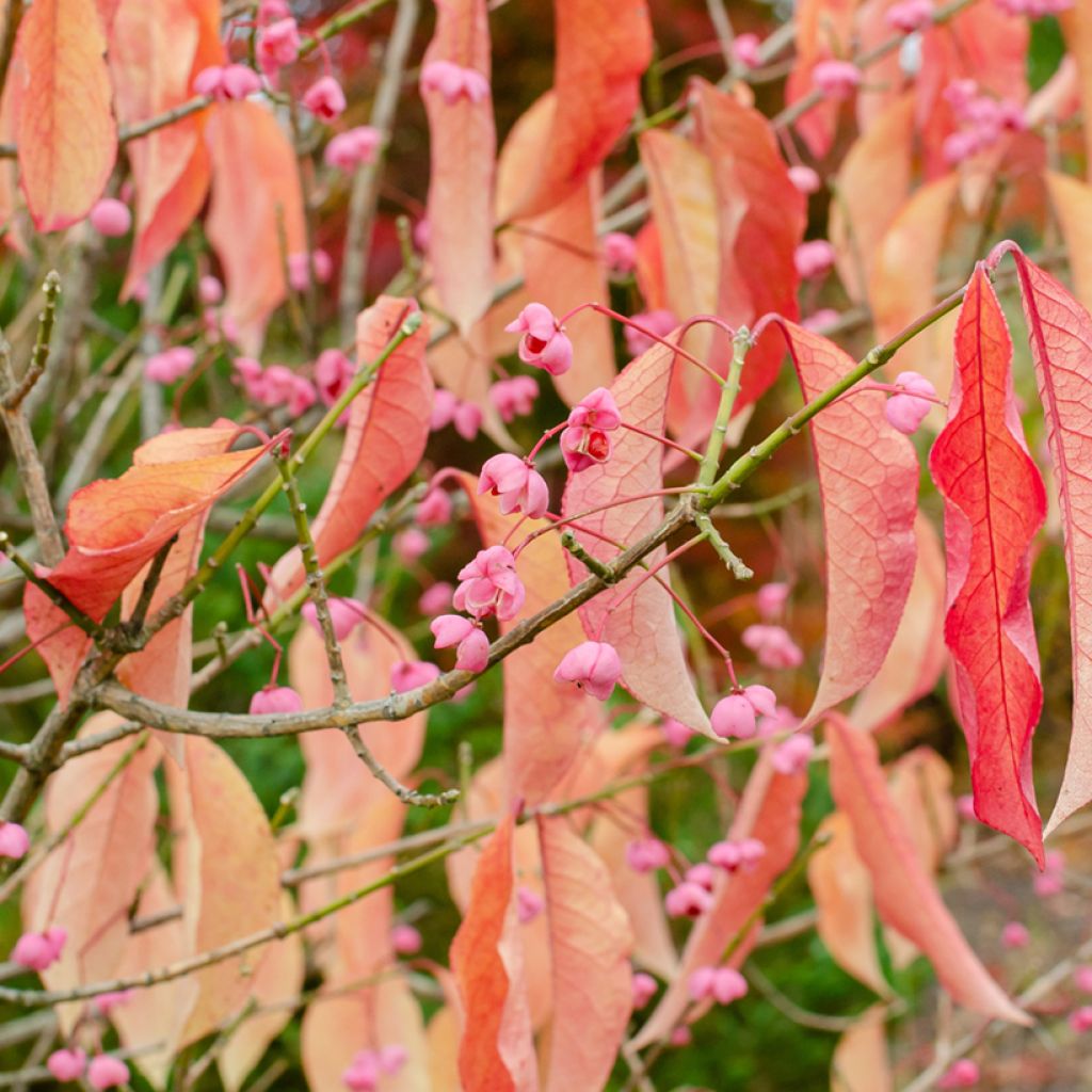 Euonymus maackii - Kardinaalsmuts
